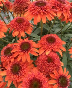 Echinacea 'Moab Sunset' for sale online