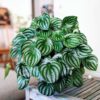 peperomia watermelon for sale online