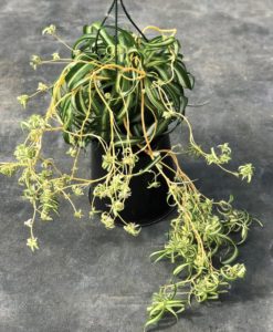 curly spider plant for sale online