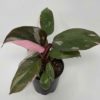 philodendron pink princess for sale online