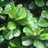 ficys lyrata fiddle-leaf fig for sale online