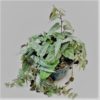 Parthenocissus Amazonica for sale online