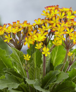 primula oakleaf yellow picotee for sale online