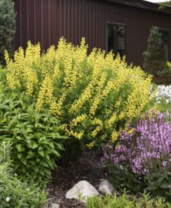 Baptisia American Goldfinch for sale online