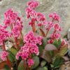 Bergenia Pink Dragonfly for sale online