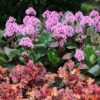 bergenia spring fling for sale online