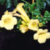 Campsis Yellow Trumpet Vine for sale online