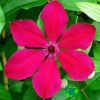 Clematis Allanah for sale online