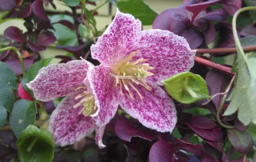 clematis_freckles