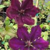 Honora clematis for sale online