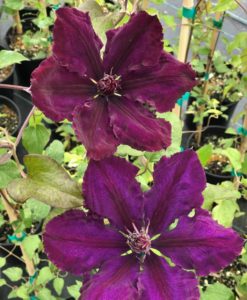 Honora clematis for sale online
