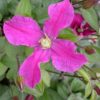 Inspiration clematis for sale online