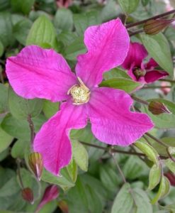 Inspiration clematis for sale online