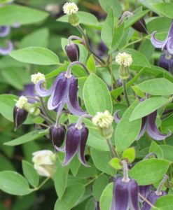 Fascination Clematis for sale online