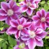 Kilian Donahue Clematis for sale online