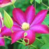 clematis pink champagne for sale online