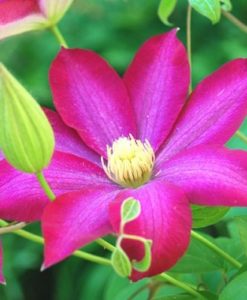 clematis pink champagne for sale online