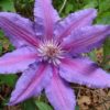 Prince Philip Clematis for sale online