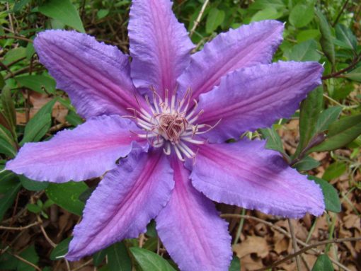 clematis_prince_philip