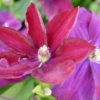 Rouge Cardinal Clematis for sale online