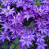 Royal Cascade Clematis for sale online