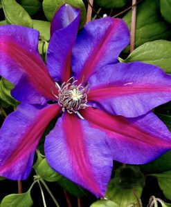 Star of India Clematis for sale online