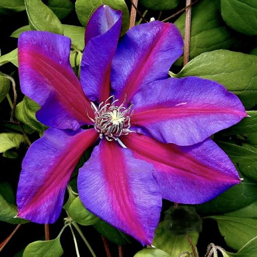 clematis_star_of_india