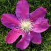 Sunset Clematis for sale online
