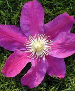 Sunset Clematis for sale online