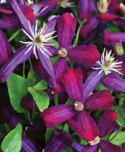 Sweet Summer Love Clematis for sale online