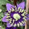 Taiga Clematis for sale online