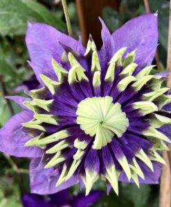 Taiga Clematis for sale online