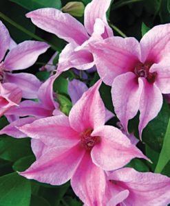 Duchess of Albany Clematis for sale online