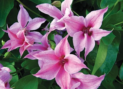 clematis_texensis_duchess_of_albany