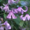 Pagoda Clematis for sale online