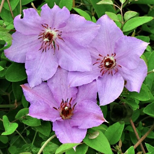 clematis_the_first_lady
