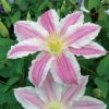 Vancouver Cotton Candy Clematis for sale online