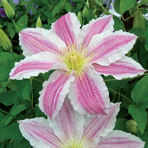 clematis_vancouver_cotton_candy