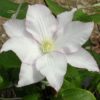 Vancouver Morning Mist Clematis for sale online