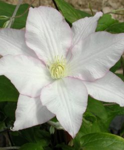 Vancouver Morning Mist Clematis for sale online