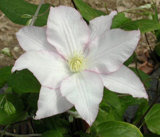 clematis_vancouver_morning_mist