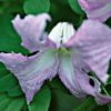 Betty Corning Clematis for sale online