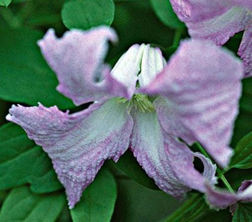 clematis_viticella_betty_corning