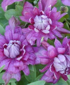 Purple Plena Elegans Clematis for sale online