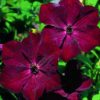 Royal Velours Clematis for sale online