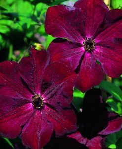 Royal Velours Clematis for sale online