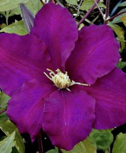 Warsaw Nike Clematis for sale online