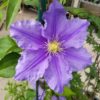 Will Barron Clematis for sale online