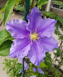 Will Barron Clematis for sale online