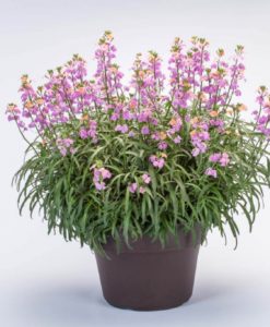 erysimum sunstrong bicolor for sale online